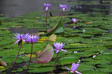 Mor nilüfer çiçekleri yeşil yapraklarla çevrili çamurda yaşar.