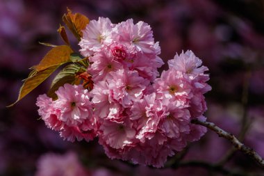 Baharda narin pembe sakura çiçekleri. Mevsimlik duvar kâğıdı. Bulanık arka planda kiraz çiçeği dalı. Kiraz çiçekleri kapanıyor. Çiçek bayrağı. 