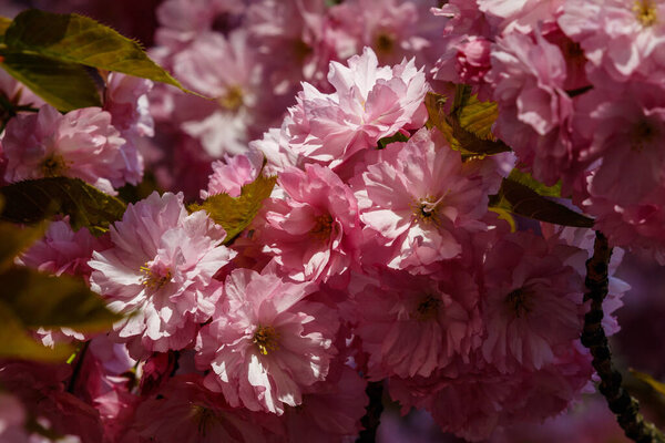 Delicate pink sakura flowers in spring. Seasonal wallpaper. Cherry blossoms close up. Floral banner.