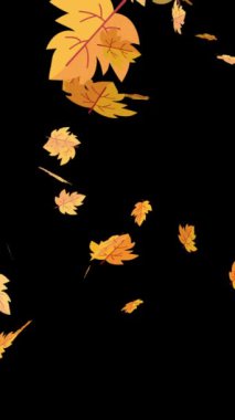 İzole edilmiş siyah bir arkaplanda düşen akçaağaç yaprakları, döngü animasyonu, birleştirme için mükemmel, hareket doğası soyut arkaplan