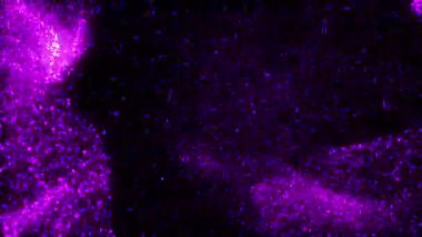 Dijital soyut dalga parçacıkları ve ışık arkaplanı. Yüksek teknoloji, Dijital Ağ konsepti. Büyük Data. Kusursuz döngü Canlandırması