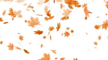  Düşen akçaağaç yaprakları döngü animasyonu, birleştirme için mükemmel, hareket doğası soyut arkaplan