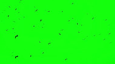 Yeşil ekran kuşları uçan animasyon sürüsü
