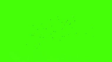 Yeşil ekran kuşları uçan animasyon sürüsü