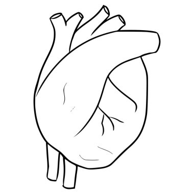 kalp çizimi izole edilmiş vektör ana hatları