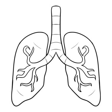 Akciğer çizimi izole edilmiş vektör