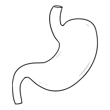 Mide anatomisi çizimi el çizimi ana hatlı vektör