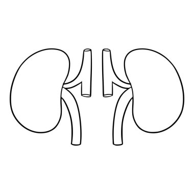 Böbrek organları çizimi el çizimi izole vektör
