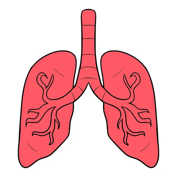 Akciğer organı çizimi izole vektörü