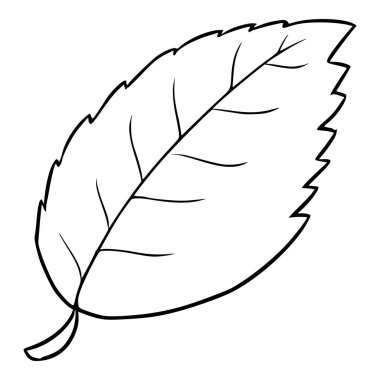 mentollü yaprak çizimi elle izole edilmiş vektörü çizer