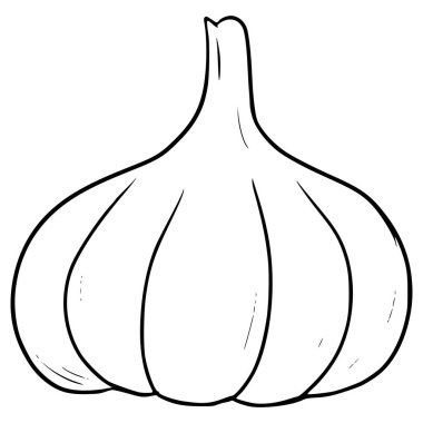 Sarımsaklı el çizimi ana hatlı vektör