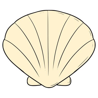 deniz kabuğu çizimi elle izole edilmiş vektör