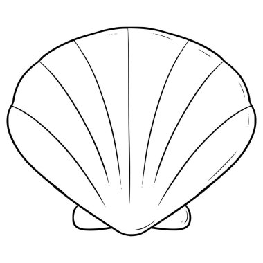 deniz kabuğu çizimi el çizimi ana hat vektörü