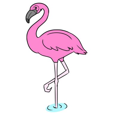 Flamingo illüstrasyon el çizimi izole vektör