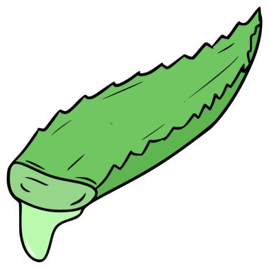 aloe vera illüstrasyon el izole vektör çizdi