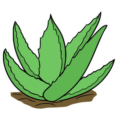 aloe vera illüstrasyon el izole vektör çizdi