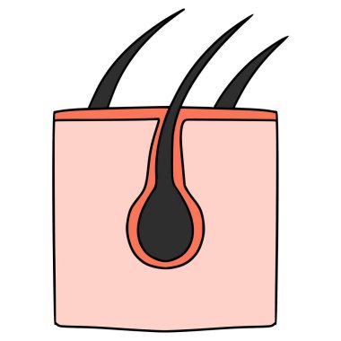 saç anatomisi illüstrasyon el izole vektör çizdi