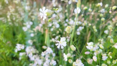 Yazın bir sıra beyaz çiçek.
