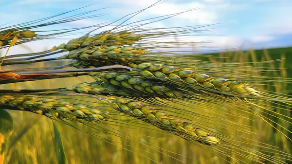 stock image Yellow ears of wheat in the summer