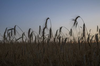 Yazın birkaç buğday.