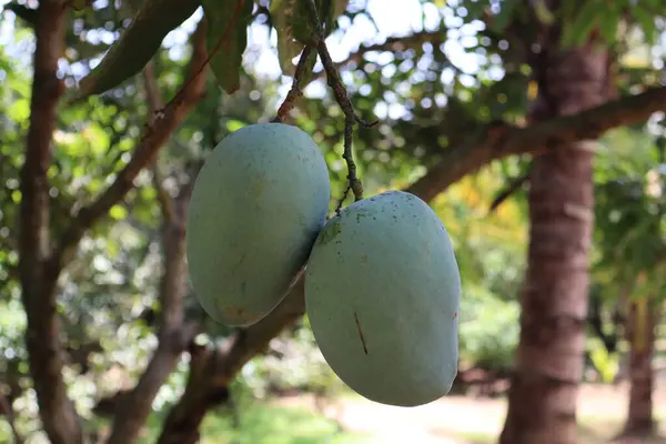 Mango, yeşil ile kırmızı arasında değişen sert bir ciltle kaplı pürüzsüz, sarı-turuncu etli tatlı, sulu bir tropikal meyvedir. A ve C vitaminleri açısından zengindir ve sıklıkla taze ya da meyve püresi ile beslenir..