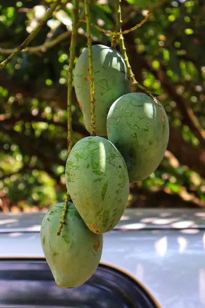 Mango, yeşil ile kırmızı arasında değişen sert bir ciltle kaplı pürüzsüz, sarı-turuncu etli tatlı, sulu bir tropikal meyvedir. A ve C vitaminleri açısından zengindir ve sıklıkla taze ya da meyve püresi ile beslenir..