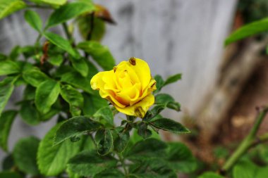 Pembe gül minnettarlığı, zarafeti ve hayranlığı simgeler. Hassas rengi yumuşak pastelden canlı renklere, bahçelere ve çiçeklere cazibe ve zarafet katar..