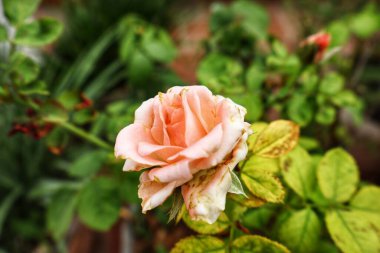 Pembe gül minnettarlığı, zarafeti ve hayranlığı simgeler. Hassas rengi yumuşak pastelden canlı renklere, bahçelere ve çiçeklere cazibe ve zarafet katar..