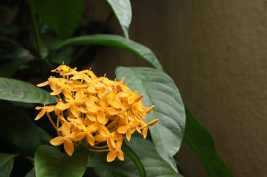 Ixora coccinea, genellikle orman sardunyası ya da orman alevi olarak bilinir, Asya 'nın tropikal bölgelerine özgü canlı ve süs çiçekli bir çalılıktır. Meyveleri salkım salkım dizili,.