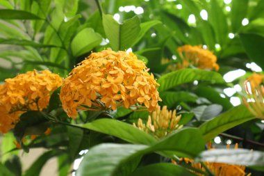 Ixora coccinea, genellikle orman sardunyası ya da orman alevi olarak bilinir, Asya 'nın tropikal bölgelerine özgü canlı ve süs çiçekli bir çalılıktır. Meyveleri salkım salkım dizili,.