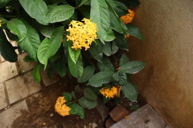 Ixora coccinea, genellikle orman sardunyası ya da orman alevi olarak bilinir, Asya 'nın tropikal bölgelerine özgü canlı ve süs çiçekli bir çalılıktır. Meyveleri salkım salkım dizili,.
