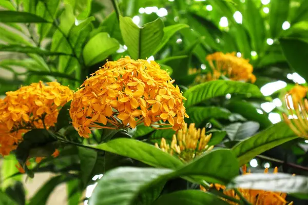 Ixora coccinea, genellikle orman sardunyası ya da orman alevi olarak bilinir, Asya 'nın tropikal bölgelerine özgü canlı ve süs çiçekli bir çalılıktır. Meyveleri salkım salkım dizili,.