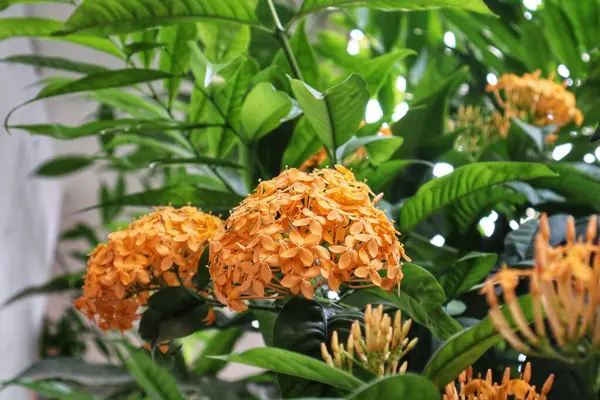 Ixora coccinea, genellikle orman sardunyası ya da orman alevi olarak bilinir, Asya 'nın tropikal bölgelerine özgü canlı ve süs çiçekli bir çalılıktır. Meyveleri salkım salkım dizili,.