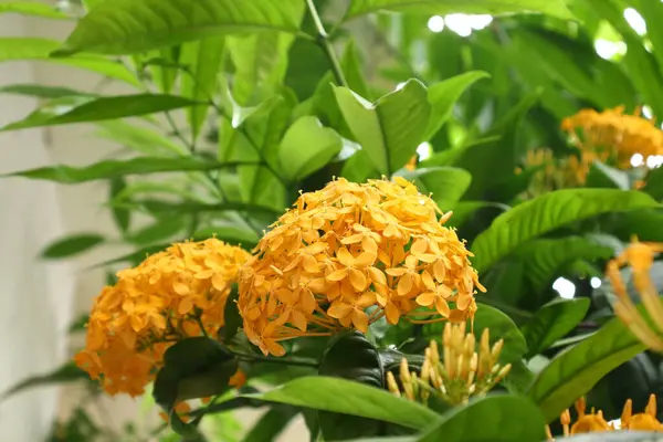 stock image Ixora coccinea, commonly known as jungle geranium or flame of the woods, is a vibrant and ornamental flowering shrub native to tropical regions of Asia. Renowned for its striking clusters of small.