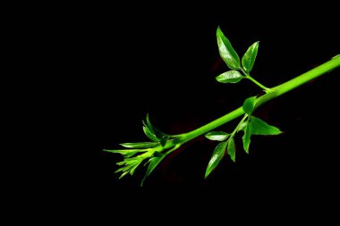 Yapraklar düz, fotosentezden sorumlu bitkilerin yeşil yapılarıdır, güneş ışığını enerjiye çevirirler. Şekil, boyut ve doku olarak değişkenlik gösterirler ve gaz değişimi ve bitki solunumunda önemli bir rol oynarlar..