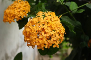 Ixora coccinea, genellikle orman sardunyası ya da orman alevi olarak bilinir, Asya 'nın tropikal bölgelerine özgü canlı ve süs çiçekli bir çalılıktır. Meyveleri salkım salkım dizili,.