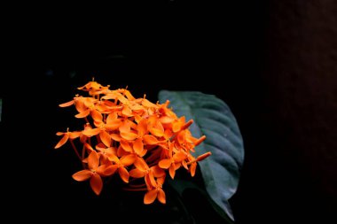 Ixora coccinea, commonly known as jungle geranium or flame of the woods, is a vibrant and ornamental flowering shrub native to tropical regions of Asia. Renowned for its striking clusters of small. clipart