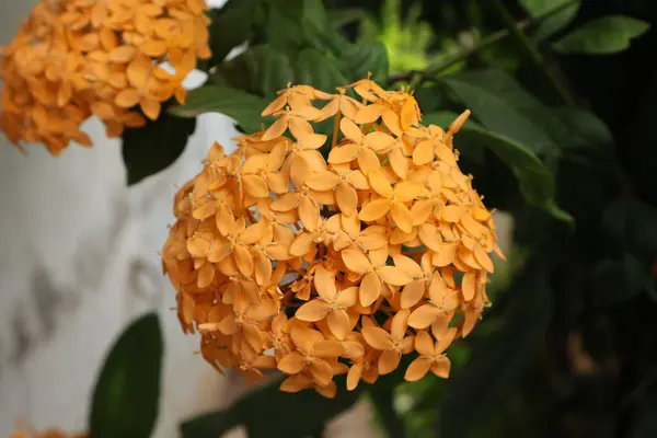 stock image Ixora coccinea, commonly known as jungle geranium or flame of the woods, is a vibrant and ornamental flowering shrub native to tropical regions of Asia. Renowned for its striking clusters of small.