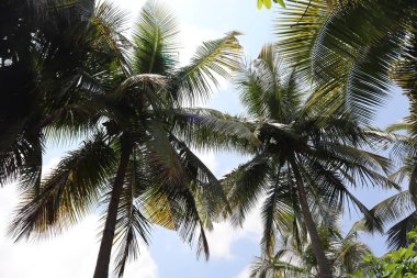 Hindistan cevizleri uzun, zarif palmiye ağaçlarında yetişir. Tropikal esintilerde hafifçe sallanır. Bu büyük, yeşil meyveler yaprakların arasına yerleştirilmiş olgun, umut verici taze su, besleyici et ve çok yönlü yağ..