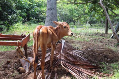 İnekler nazik, otçul hayvanlardır. Büyük, duygusal gözleri ve sakin tavırlarıyla tanınırlar. Bunlar, süt, et ve deri sağlamanın yanı sıra sürdürülebilir tarım uygulamalarına katkıda bulunmak suretiyle tarımda hayati bir rol oynamaktadırlar..