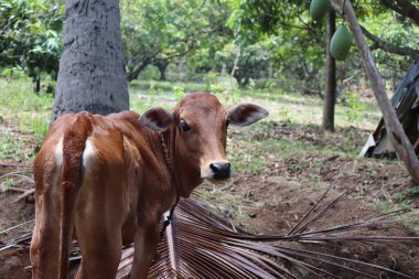 İnekler nazik, otçul hayvanlardır. Büyük, duygusal gözleri ve sakin tavırlarıyla tanınırlar. Bunlar, süt, et ve deri sağlamanın yanı sıra sürdürülebilir tarım uygulamalarına katkıda bulunmak suretiyle tarımda hayati bir rol oynamaktadırlar..