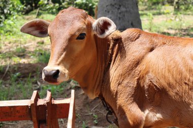 İnekler nazik, otçul hayvanlardır. Büyük, duygusal gözleri ve sakin tavırlarıyla tanınırlar. Bunlar, süt, et ve deri sağlamanın yanı sıra sürdürülebilir tarım uygulamalarına katkıda bulunmak suretiyle tarımda hayati bir rol oynamaktadırlar..