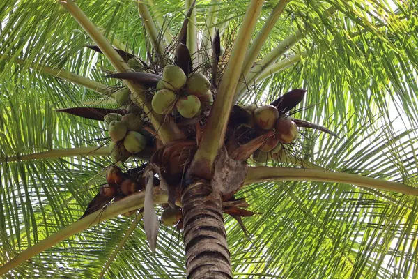 stock image Coconuts grow on tall, graceful palm trees, swaying gently in tropical breezes. Nestled high among fronds, these large, green fruits mature, promising refreshing water, nourishing meat, and versatile oil.