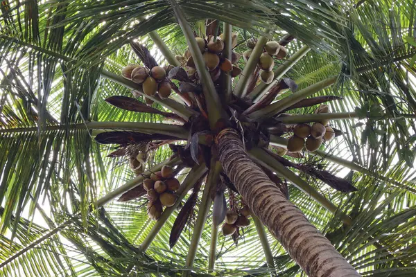 stock image Coconuts grow on tall, graceful palm trees, swaying gently in tropical breezes. Nestled high among fronds, these large, green fruits mature, promising refreshing water, nourishing meat, and versatile oil.