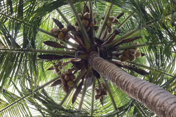 stock image Coconuts grow on tall, graceful palm trees, swaying gently in tropical breezes. Nestled high among fronds, these large, green fruits mature, promising refreshing water, nourishing meat, and versatile oil.