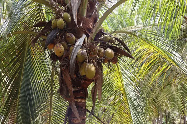 stock image Coconuts grow on tall, graceful palm trees, swaying gently in tropical breezes. Nestled high among fronds, these large, green fruits mature, promising refreshing water, nourishing meat, and versatile oil.