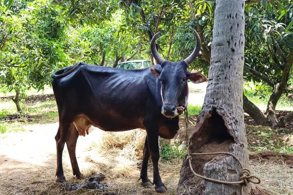 stock image Cows are gentle, herbivorous animals known for their large, soulful eyes and calm demeanor. They play a vital role in agriculture, providing milk, meat, and leather, while contributing to sustainable farming practices.