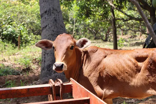 stock image Cows are gentle, herbivorous animals known for their large, soulful eyes and calm demeanor. They play a vital role in agriculture, providing milk, meat, and leather, while contributing to sustainable farming practices.