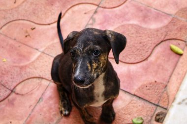 Tüylü neşe yumağıyla tanışın, her zaman oynamaya ve sarılmaya hazır olun. Bu sevimli köpek yavrusu, sallanan bir kuyruğu ve sevgi dolu bir kalple dünyayı keşfetmeye bayılır.!