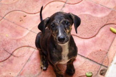 Tüylü neşe yumağıyla tanışın, her zaman oynamaya ve sarılmaya hazır olun. Bu sevimli köpek yavrusu, sallanan bir kuyruğu ve sevgi dolu bir kalple dünyayı keşfetmeye bayılır.!